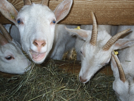 Medientitel/Linktitel