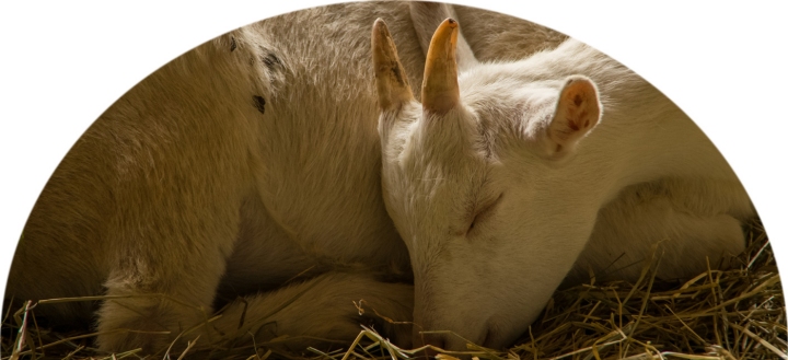 Medientitel/Linktitel